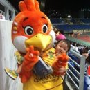 꼬꼬나라 이미지