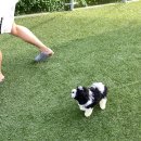 퍼피데일리 이미지