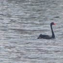 백조미디어 이미지