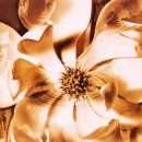 Magnolia 이미지