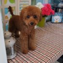 오렌지독하우스 이미지