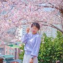양지암등대길 | [거제 가볼만한 곳/ 거제 벚꽃] 장승포해안도로/ 장승포 벚꽃