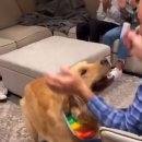 칭찬받은 <b>강아지가</b> 최고로...뛰어다닐 때가 정말 <b>좋다</b> .twt