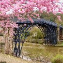 개화-꽃의 노래 이미지