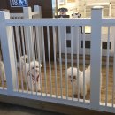 미소애견샵 이미지