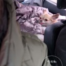 나무타는고양이와구경하는강아지뱅갈놀이터 | <양주애견글램핑코리아> 애견동반 글램핑은 ​양주 글램핑코리아 애견점! 강아지들과 신나는 1박2일♡