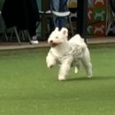 펫클럽 이미지