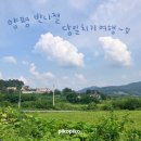 미랑목장 | 돗가비 불쭈꾸미, 들깨 감자 옹심이, 양평 양떼목장, 카페 엠티피, 용문산 계곡, 용문사, 양평 베이비페어