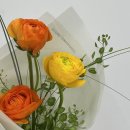 데이지데이 이미지