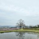 광양 꽃자리 | 청도 가볼만한 곳] 산책하기 좋은 청도읍성/뷰맛집 식물복합공간 대형카페 소우모우
