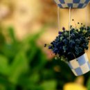 꽃향기 플라워 이미지