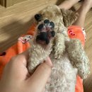 포포동물병원 이미지