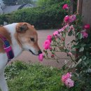 장자호수공원(반려견놀이터) 이미지