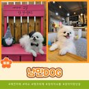 뽀글뽀글 반려견 유치원 앤 호텔 | 여수 애견카페 낭만DOG 방문후기 반려견카페 여수가볼만한곳 내돈내산