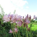 석산