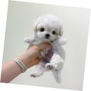 톰퍼피 강아지 분양 | 상록구강아지분양, 퍼피에몽 방문 후기