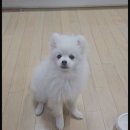 민들레동물병원 | 강아지 배냇미용 시기 비용 포메 셀프 가위컷 후기