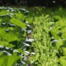 솔터농장 이미지