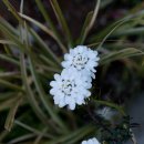 이베리스 이미지