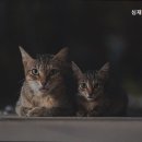 심재훈동물병원 이미지