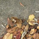 문경 구랑리역 철로자전거 후기 -내돈내산
