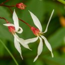 수염가래풀 이미지