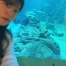 우아한 모험 발레 | 혼자 아쿠아플라넷에 가다