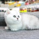 애니멀즈 강아지분양 고양이분양 대전점 이미지