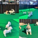 놀러오개 불로점 이미지