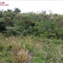 성읍리-5 이미지