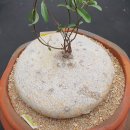 프로컴