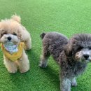 쏭쏭애견유치원 이미지