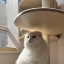 에어묘앤비 이미지