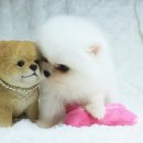 도도애견샵 이미지