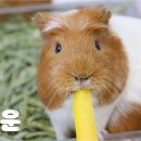 베어문과일;빙수