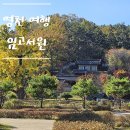 포은로 은행나무길 네이버블로그