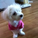 퍼피맘마 이미지