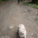 약진로변 이미지