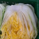 절임배추 예약 이미지