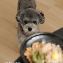 화이트우프 | 강아지 화식 추천 우프우프 밥투정하는 강아지 사료 토핑 뿌려주기