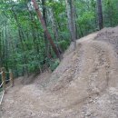 치악산둘레길 9코스 자작나무길 이미지