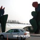 인형의 거리(닭) 연합뉴스