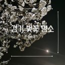 경희대학교 | 경희대학교 국제캠퍼스 벚꽃 야경 후기 | 멀티미디어관 경기도 벚꽃 명소 추천 (경희랜드 비교까지)
