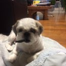 서공동물병원 이미지