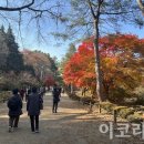 비밀의숲 이미지