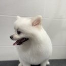 휴 애견미용 이미지