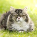 안산동물병원 이미지