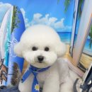 mm애견공방 이미지