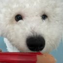 씨유펫송내점 이미지