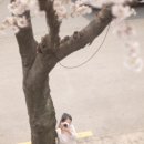 씨유 거제장승포해안점 | 국내 전국 벚꽃명소 군항제부터 골정지까지 직접 가본 후기